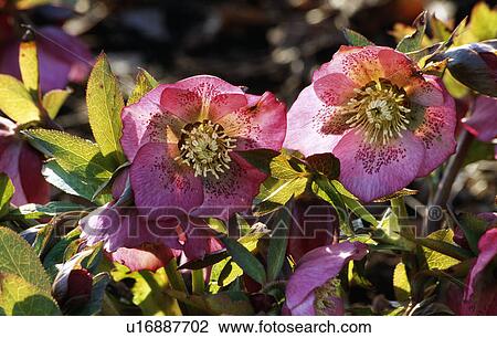 Stock Image - Close-up of pink helleborus. Fotosearch