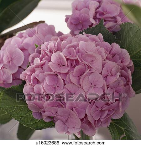 Stock Photograph - Close-up of pink Hydrangea flowers. Fotosearch