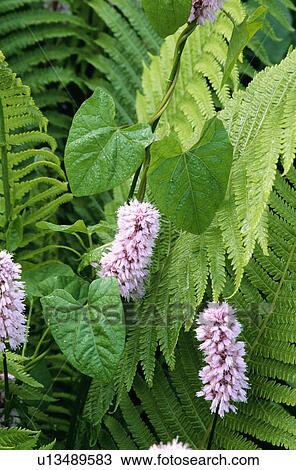 Close-up of pink polygonum and green ferns View Large Photo Image Stock Image - Close-up of pink polygonum and green ferns. Fotosearch