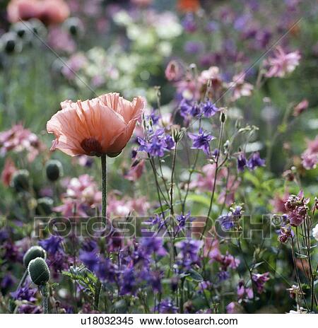 Stock Photography - close-up of pink poppy and blue aquilegia. Fotosearch