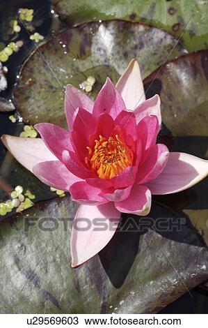 Close-up of pink waterlily View Large Photo Image Stock Image - Close-up of pink waterlily. Fotosearch