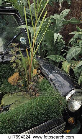 Picture - Close-up of plants in Mini car. Fotosearch