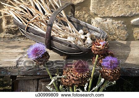 Stock Photo - Close up of purple artichoke heads and garlic bulbs in wooden trug. Fotosearch