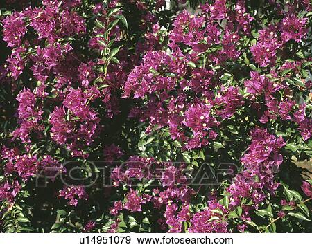 Stock Photo - Close up of purple bougainvillea. Fotosearch