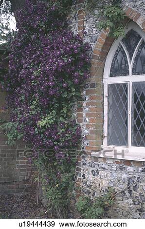 Stock Photo - Close up of purple clematis beside gothic window in brick and flint house. Fotosearch