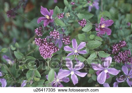 Stock Photography - Close up of purple clematis flowers with toning verbena "Bonariensis". Fotosearch
