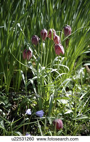 Stock Image - Close-up of purple Fritillaria Meleagris. Fotosearch