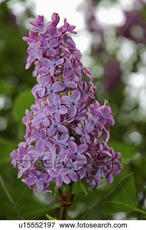 Close-up of purple lilac flowerhead View Large Photo Image Stock Photo - Close-up of purple lilac flowerhead. Fotosearch