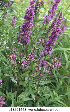 Stock Photo - Close-up of purple lythrum. Fotosearch