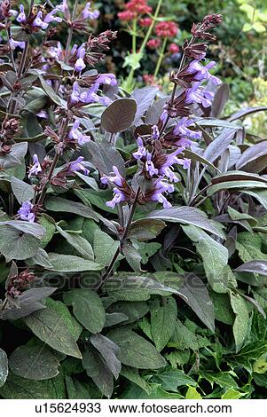 Stock Image - Close-up of purple sage. Fotosearch