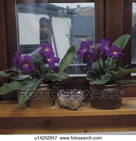 Stock Photo - Close-up of purple streptocarpus with amethyst crystal. Fotosearch