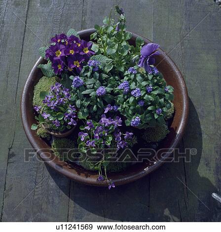Close-up of purple violets and primroses with moss in circular pottery dish View Large Photo Image Stock Photo - Close-up of purple violets and primroses with moss in circular pottery dish. Fotosearch