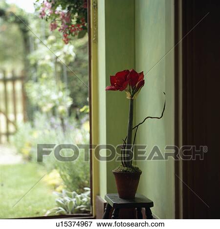Close-up of red amaryllis in pot on table beside open door in green cottage hall View Large Photo Image Stock Photo - Close-up of red amaryllis in pot on table beside open door in green cottage hall. Fotosearch