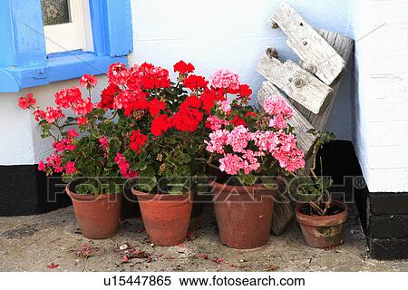 Stock Photography - Close up of red and pink pelargoniums in old terracotta pots. Fotosearch