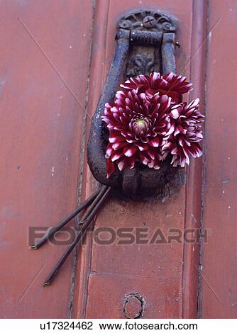 Close-up of red dahlia on iron knocker on red door View Large Photo Image Stock Image - Close-up of red dahlia on iron knocker on red door. Fotosearch