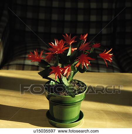 Stock Photo - Close-up of red flowering cactus in green pot. Fotosearch