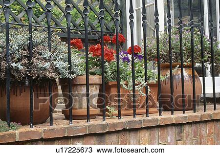 Stock Image - Close up of red geraniums and summer plants in terracotta pots behind iron railings on balcony. Fotosearch