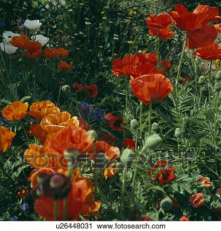 Close-up of red oriental poppies View Large Photo Image Stock Image - Close-up of red oriental poppies. Fotosearch