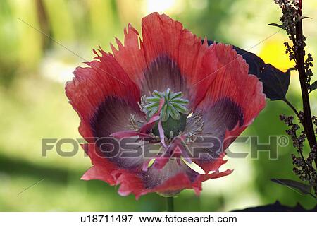 Stock Photo - Close up of red Papaver "Orientalis". Fotosearch