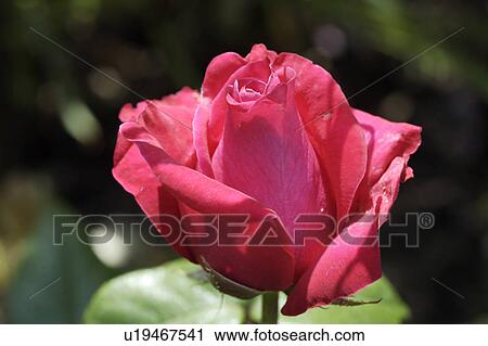 Stock Image - Close-up of red rose. Fotosearch