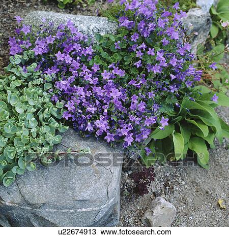 Close-up of rockery campanula View Large Photo Image Stock Image - Close-up of rockery campanula. Fotosearch