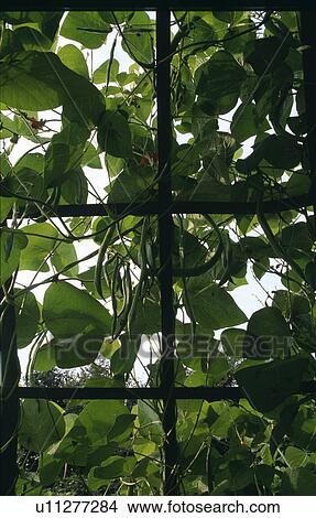 Close-up of runner beans growing on trellis View Large Photo Image Picture - Close-up of runner beans growing on trellis. Fotosearch