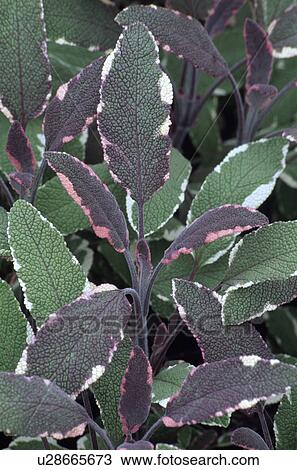 Close-up of sage leaves View Large Photo Image Stock Image - Close-up of sage leaves. Fotosearch