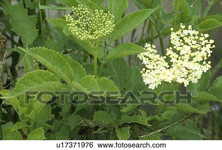 Close-up of Sambucus Nigra flowers View Large Photo Image Stock Photograph - Close-up of Sambucus Nigra flowers. Fotosearch