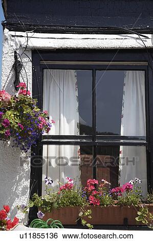 Stock Photograph - Close-up of sash window with hanging baskets and windowbox. Fotosearch