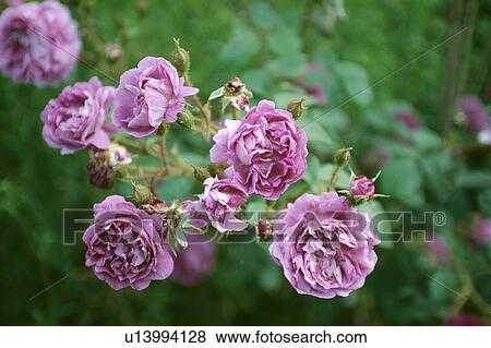 Close-up of scented pink shrub rose View Large Photo Image Stock Photo - Close-up of scented pink shrub rose. Fotosearch
