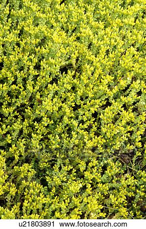 Stock Image - close-up of sedum acre. Fotosearch
