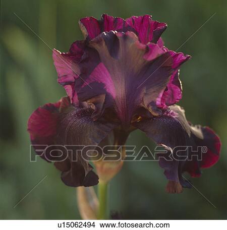 Close up of single bloom of deep purple iris. 'Sable' View Large Photo Image Picture - Close up of single bloom of deep purple iris. 'Sable'. Fotosearch