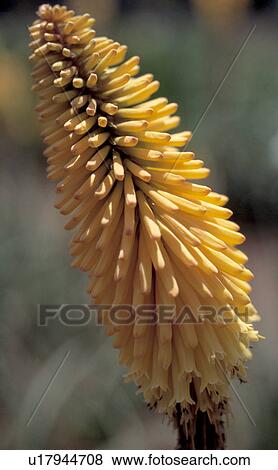 Stock Photo - Close up of spike of yellow coloured red-hot poker . Fotosearch