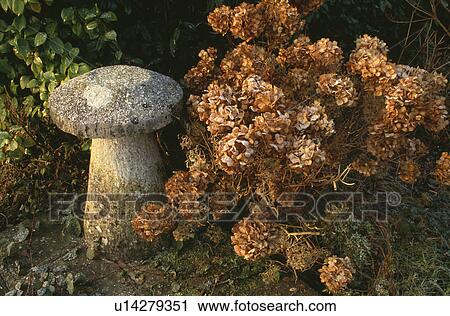 Stock Image - Close-up of staddlestones in Autumn garden. Fotosearch