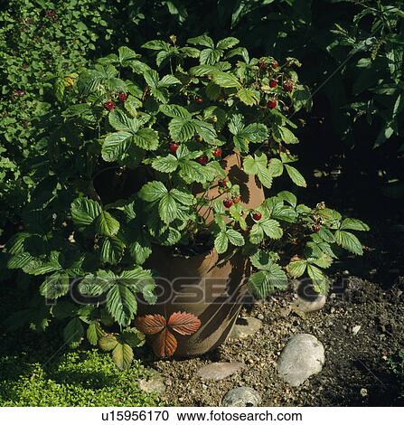 Stock Image - Close-up of strawberry plant in terracotta pot. Fotosearch