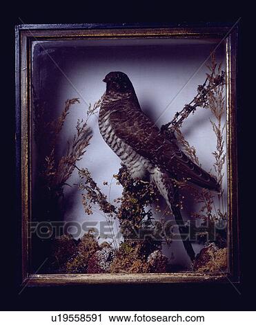 Stock Image - Close-up of stuffed bird in glass case. Fotosearch