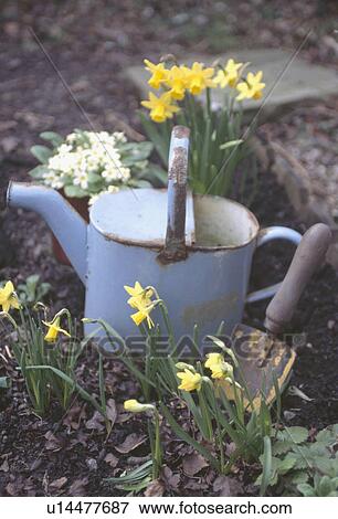 Close up of "Tete a Tete" miniature daffodils beside old pale blue watering can View Large Photo Image Stock Photo - Close up of "Tete a Tete" miniature daffodils beside old pale blue watering can. Fotosearch