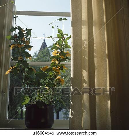 Close-up of thunbergia on windowsill View Large Photo Image Stock Photography - Close-up of thunbergia on windowsill . Fotosearch