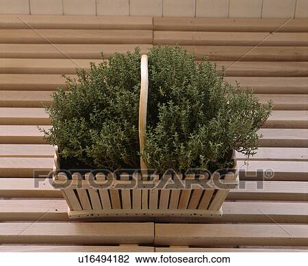 Stock Image - Close-up of thyme growing in wooden basket. Fotosearch