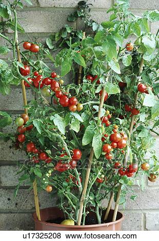 Stock Photo - Close-up of tomatoes growing in pot. Fotosearch