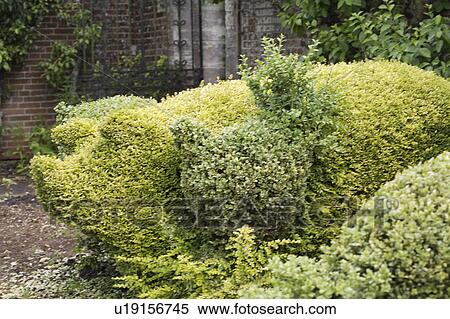 Close-up of topiary box pig View Large Photo Image Stock Photography - Close-up of topiary box pig. Fotosearch