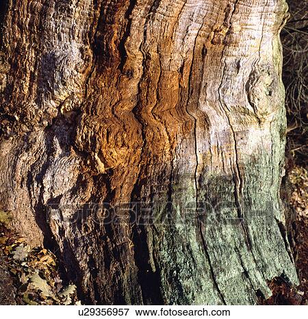 Close-up of tree bark View Large Photo Image Stock Photo - Close-up of tree bark. Fotosearch