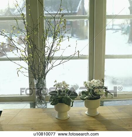 Stock Photo - Close-up of white Africa Violets in white pots on window will with twigs in glass vase. Fotosearch