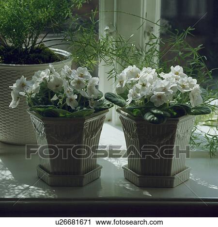 Stock Image - Close-up of white African violets in hexagonal white ceramic pots on window sill. Fotosearch