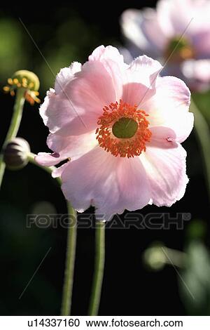 Stock Image - Close up of white "Anemone "Japonica" flower. Fotosearch