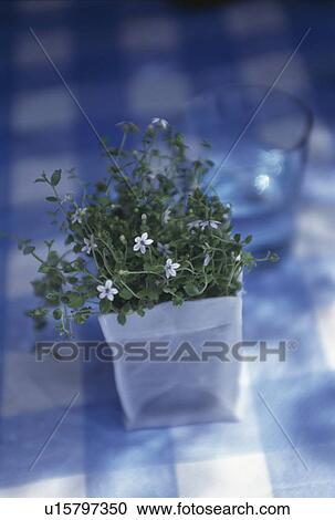 Close up of white flowering plant in square white pot View Large Photo Image Stock Image - Close up of white flowering plant in square white pot. Fotosearch