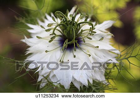 Picture - Close up of white "Nigella" flower. Fotosearch