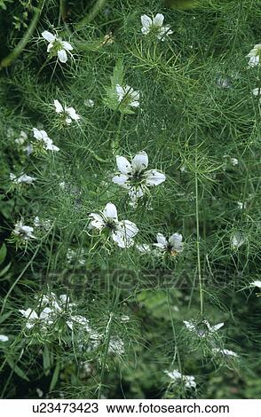 Stock Image - Close-up of white nigella. Fotosearch