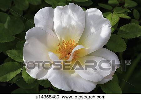 Stock Image - Close up of white rose. Fotosearch