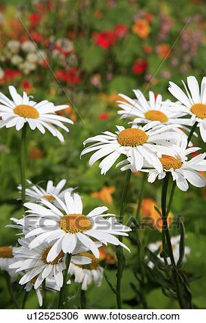 Close up of white Shasta Daisies View Large Photo Image Stock Photograph - Close up of white Shasta Daisies. Fotosearch